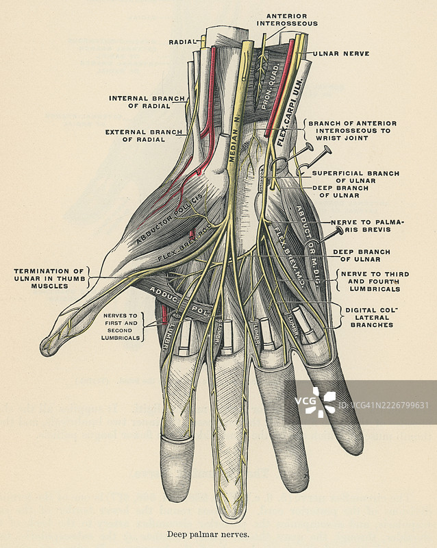 旧版雕刻插图展示了深掌神经，这是一种手部神经，为大多数内在手部肌肉提供运动神经支配。图片素材
