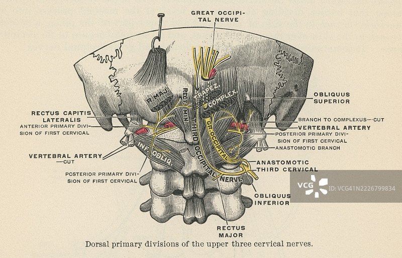 旧版雕刻插图，显示上三根颈神经（C1、C2和C3）的背侧主要分支图片素材