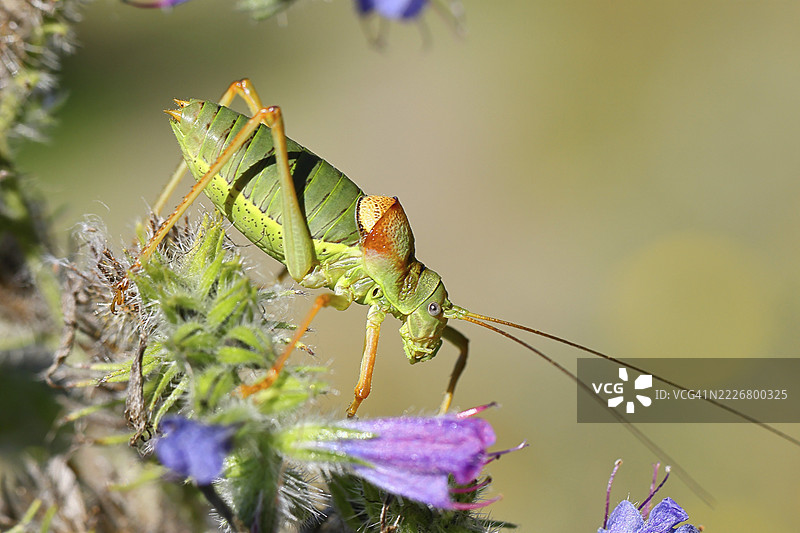 草原鞍背蚱蜢(Ephippiger ephippiger),雄性,栖息在毒蛇蓝花(Echium vulgare)上,背景模糊,叶蝉,长指蚱蜢,德国红色名录,特别保护物种,濒危。图片素材