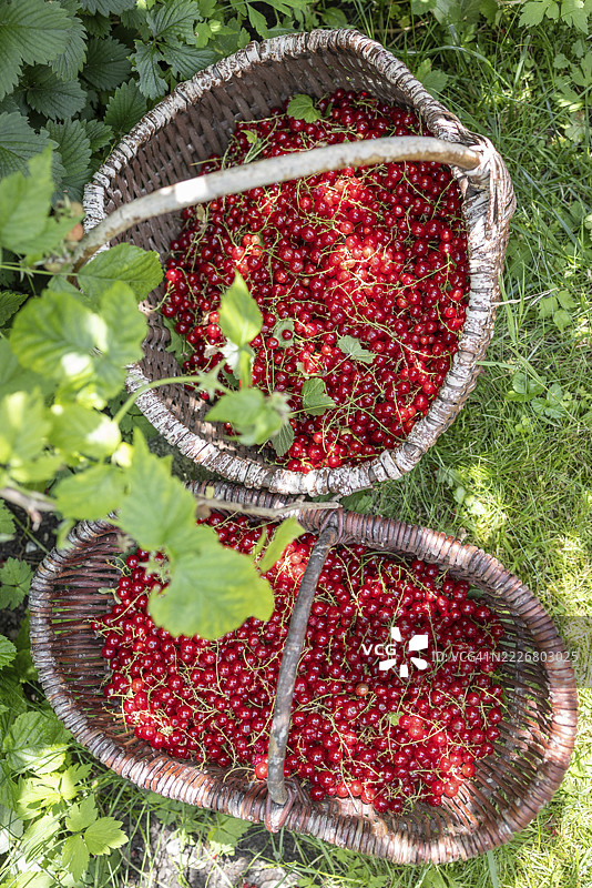 两篮红醋栗或黑醋栗，Ribes Rubum，巴伐利亚上部，德国巴伐利亚图片素材