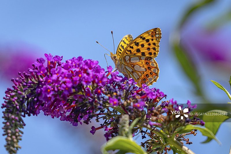 小珍珠边缘凤蝶(Issoria lathonia)停在紫丁香(Buddleja davidii)上,地点:特尔尼茨,奥地利下奥地利州。图片素材