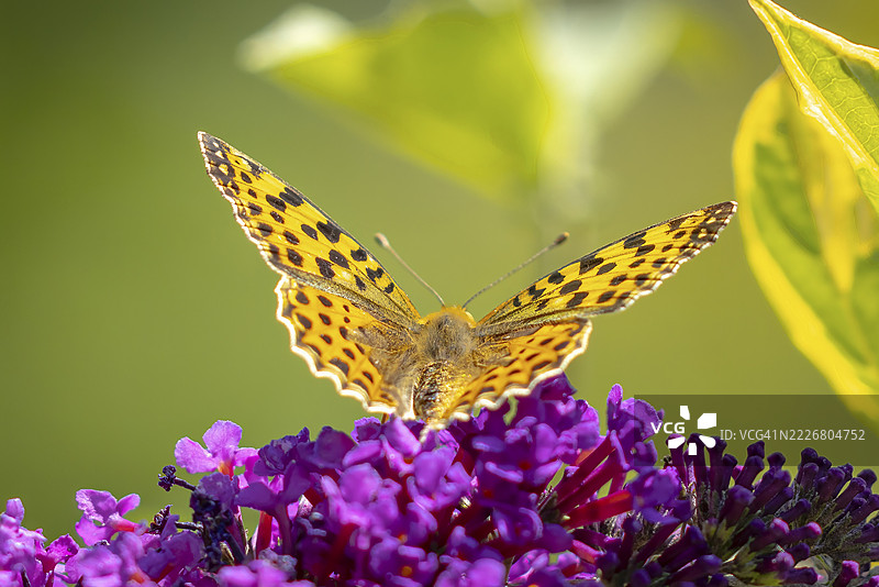 小珍珠边缘蛱蝶(Issoria lathonia)停在紫丁香(Buddleja davidii)上,奥地利下奥地利州特尔尼茨图片素材