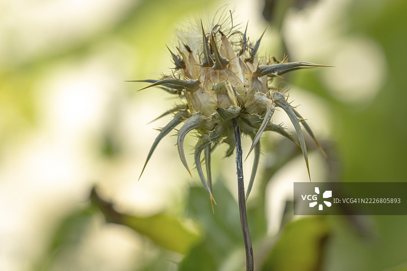 自然环境中的褪色奶蓟（Silybum marianum），特尔尼茨，下奥地利，奥地利图片素材