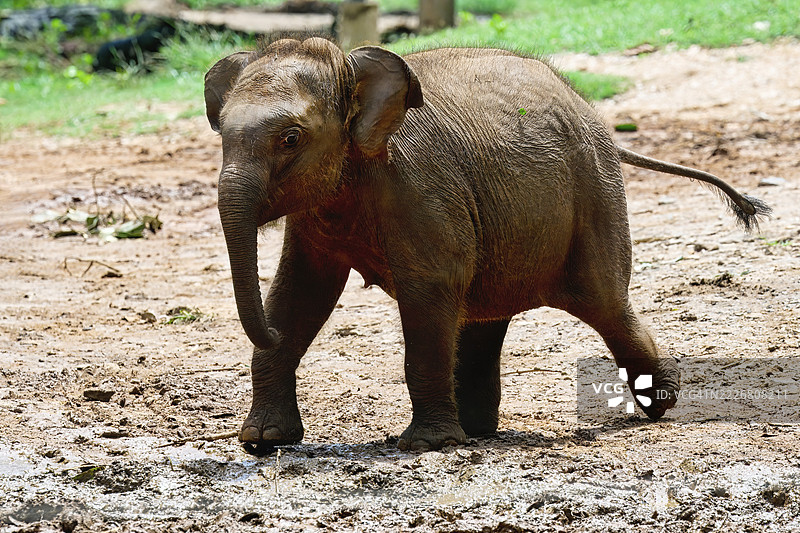 年轻的孤儿斯里兰卡大象奔跑着去喝牛奶，皮纳瓦拉大象孤儿院，卡塔拉戈马，斯里兰卡图片素材