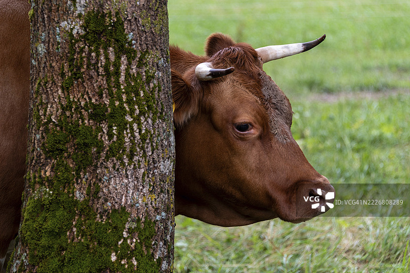 棕色的牛靠在覆盖着苔藓的树上，斯洛文尼亚戈伦斯卡州的兹戈尔涅耶泽尔斯科。图片素材