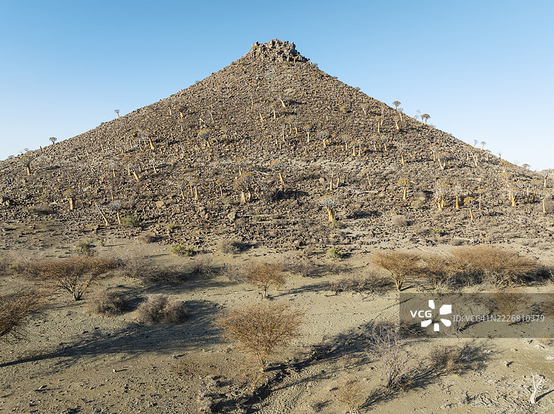 箭树（Aloidendron dichotomum）。在一个锥形岩石的斜坡上，称为阿尔伯特王子地貌。低角度航拍视图。无人机拍摄。南纳米比亚图片素材