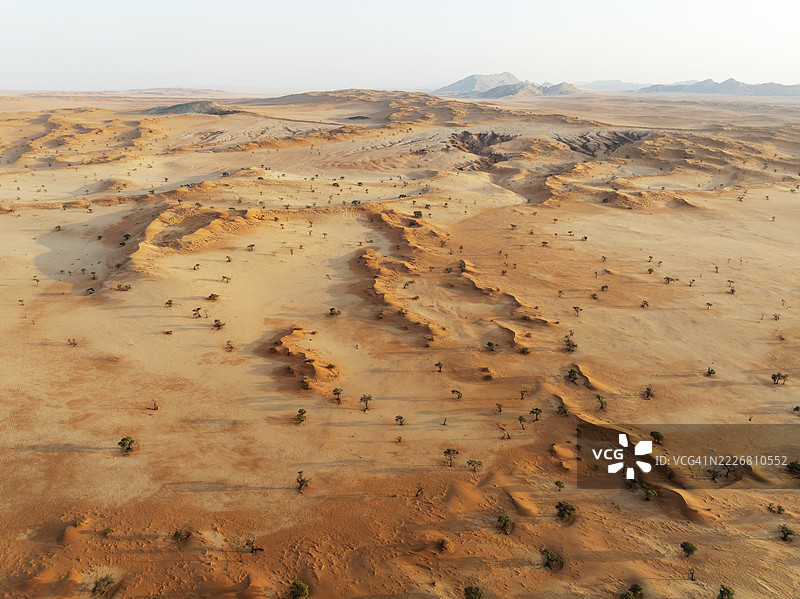 纳米布沙漠的松达布谷地，沙丘上生长着骆驼刺树（Vachellia erioloba）。航拍视角。无人机拍摄。纳米比亚图片素材