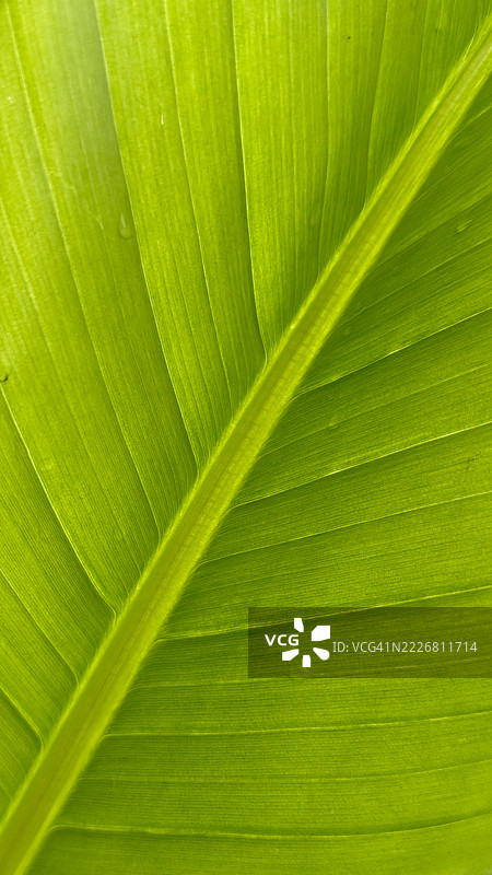 野生香蕉叶（斯特雷利齐亚·尼科莱）特写展示所有叶脉和茎部图片素材