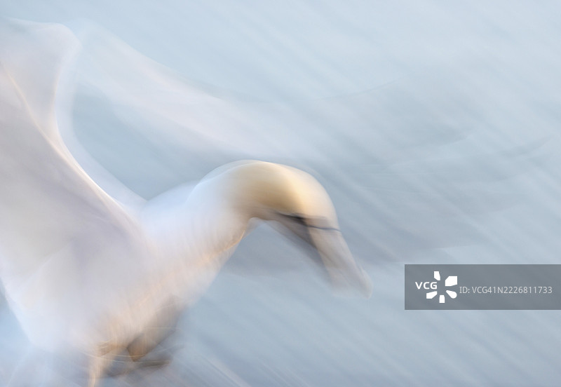 北方鸬鹚(Morus bassanus)(同义词:Sula bassana)展翅飞翔,头部和脚部伸展,正准备降落,背景是海洋,拍打着翅膀,艺术长曝光,柔和的模糊运动,拉动,抽象,Lum图片素材