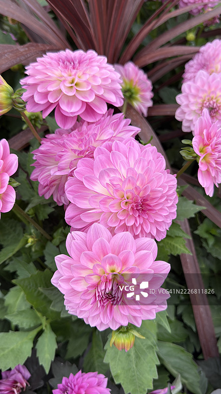粉色花园大丽花（Dahlia pinnata）植物展示了花蕾、盛开的花朵和特写镜头图片素材