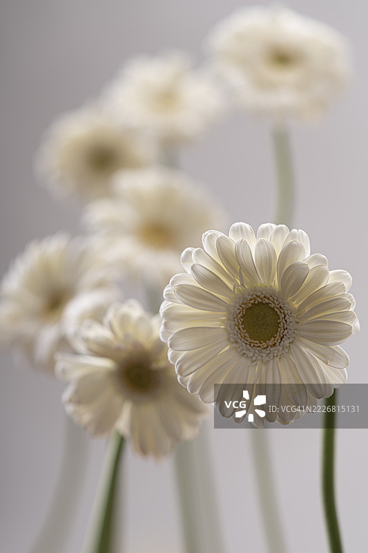 白色非洲菊，浅色背景，静物摄影图片素材