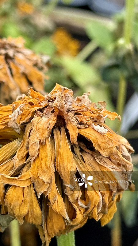 枯萎的金盏菊（Calendula Officinalis）特写镜头图片素材