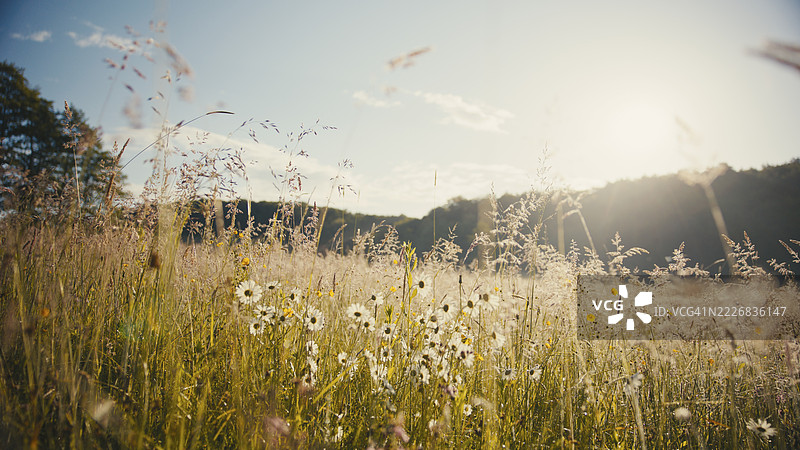 阳光照耀下的草地上摇曳的野花图片素材