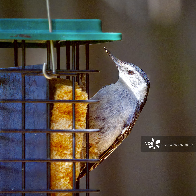 加州山景城鸟笼中的歌雀特写图片素材