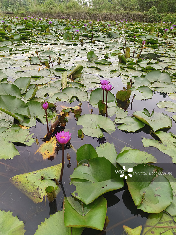 湖中莲花特写，位于印度恰蒂斯加尔邦的赖加尔图片素材