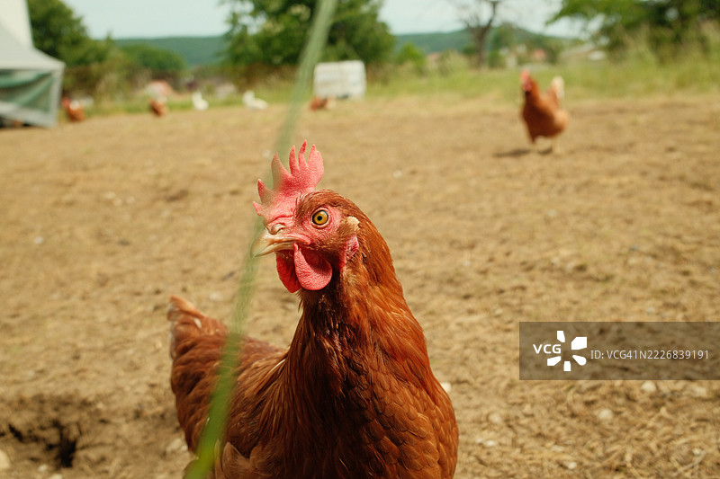 德国的公鸡特写图片素材