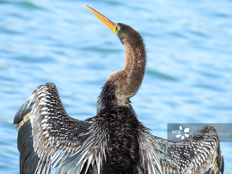 湖边的安赫尔鸟特写，巴西圣保罗坎皮纳斯图片素材