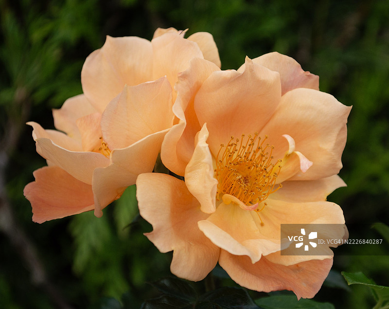 橙色玫瑰的特写，罗瑟汉姆，英国，英国图片素材