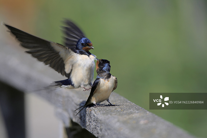 鸟儿栖息在栏杆上的特写，赫维什，匈牙利图片素材
