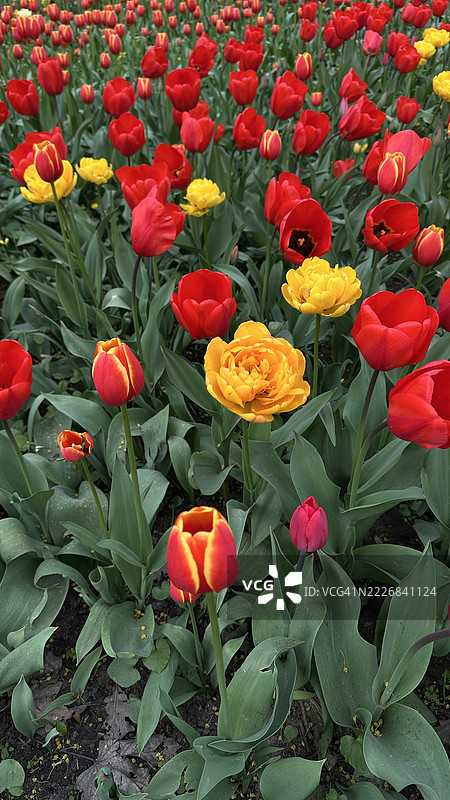 俄罗斯红色花卉植物的高角度视图图片素材