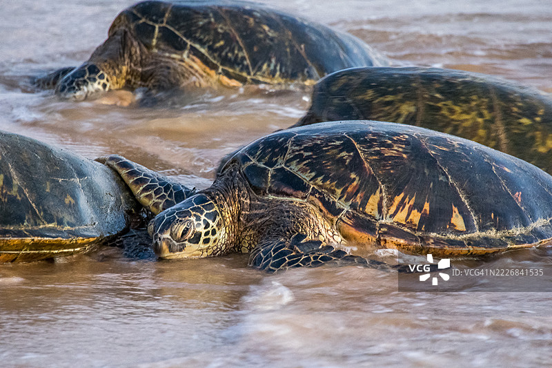 海龟壳在海中游泳的特写，夏威夷，美国图片素材