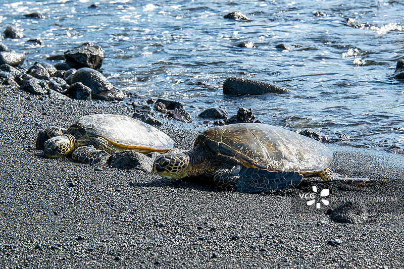 夏威夷海滩上的海绿色海龟特写图片素材