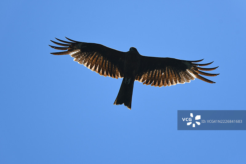 低角度视图的鹰在晴朗的蓝天中飞翔，日本图片素材