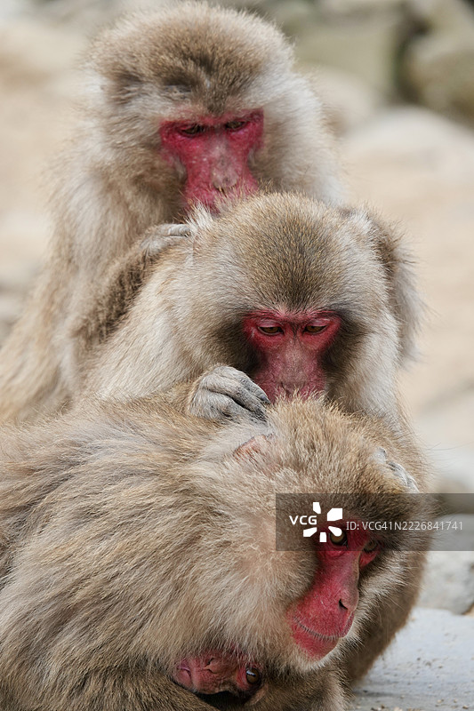 日本香川县猴子的特写镜头图片素材