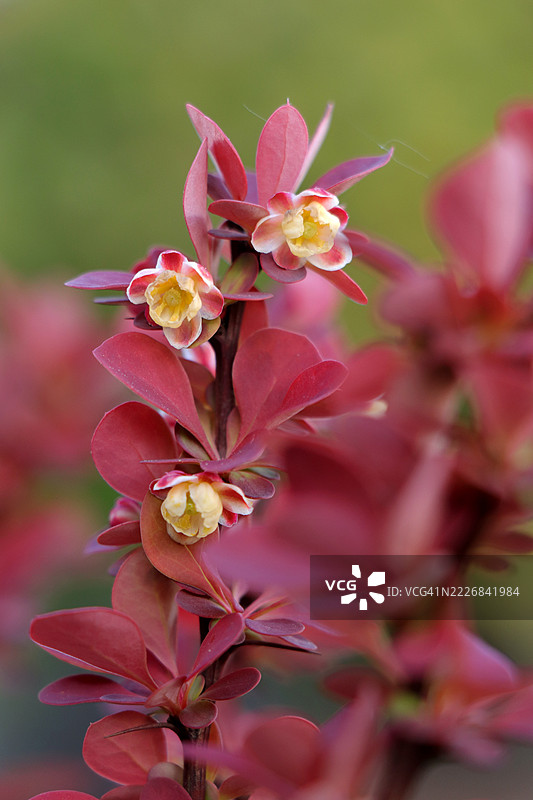 日本小檗灌木，色彩斑斓的叶子和红色浆果，保加利亚图片素材