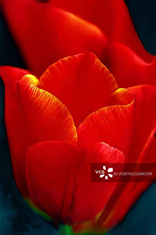 红玫瑰特写，贝洛伊尔，加拿大图片素材