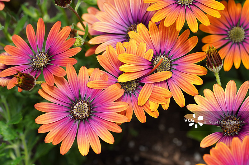 两朵花缠绕在一起 朋友还是敌人，温哥华，不列颠哥伦比亚省，加拿大图片素材