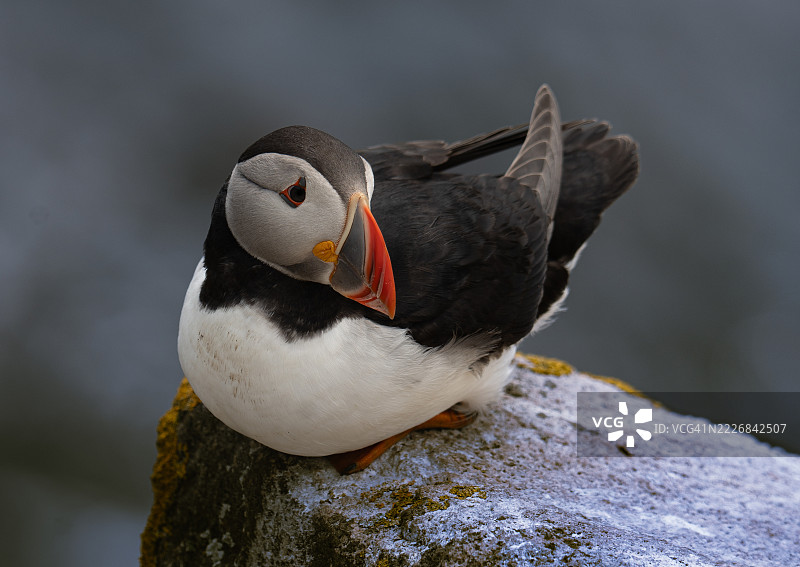 爱尔兰韦克斯福德的海鹦特写镜头，栖息在岩石上图片素材