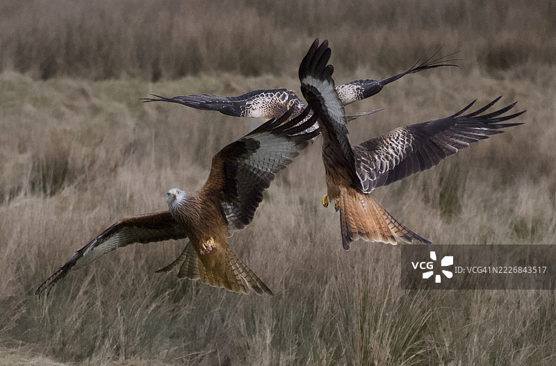 鸟群在田野上空飞翔的特写，威尔士，英国图片素材