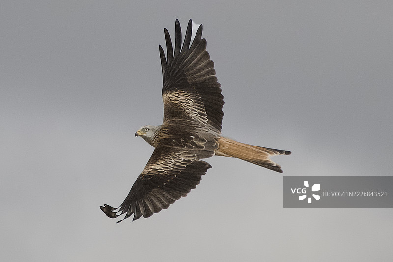 低角度视图的鹰在天空中飞翔，英国拉伊亚德图片素材