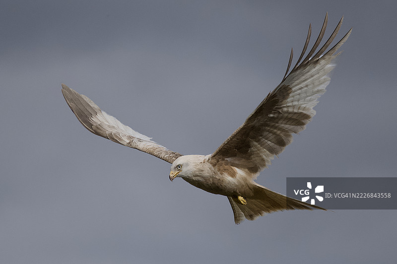 低角度视图的鹰在天空中飞翔，英国拉海德图片素材