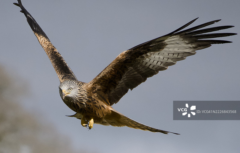 低角度视图的鹰在天空中飞翔，英国拉海德图片素材