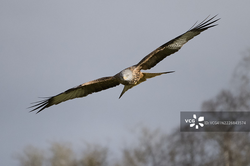 低角度视图的鹰在天空中飞翔，英国拉伊亚德图片素材