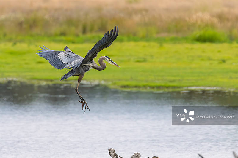 在美国俄勒冈州舍伍德湖上空飞翔的苍鹭特写镜头图片素材