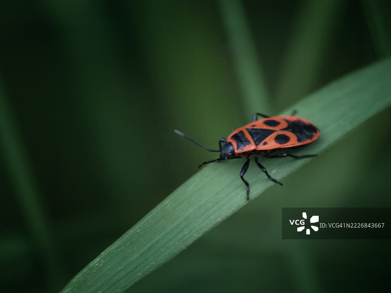 乌克兰叶子上的昆虫特写图片素材