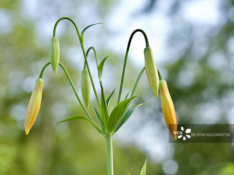 植物特写，马萨诸塞州威尔斯利，美国图片素材
