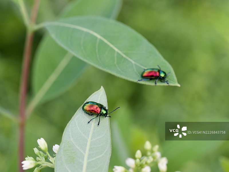 植物上的昆虫特写，马萨诸塞州威尔斯利，美国图片素材