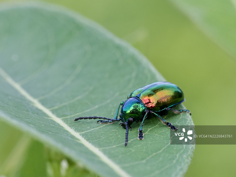 叶子上的昆虫特写，马萨诸塞州韦尔斯利，美国图片素材