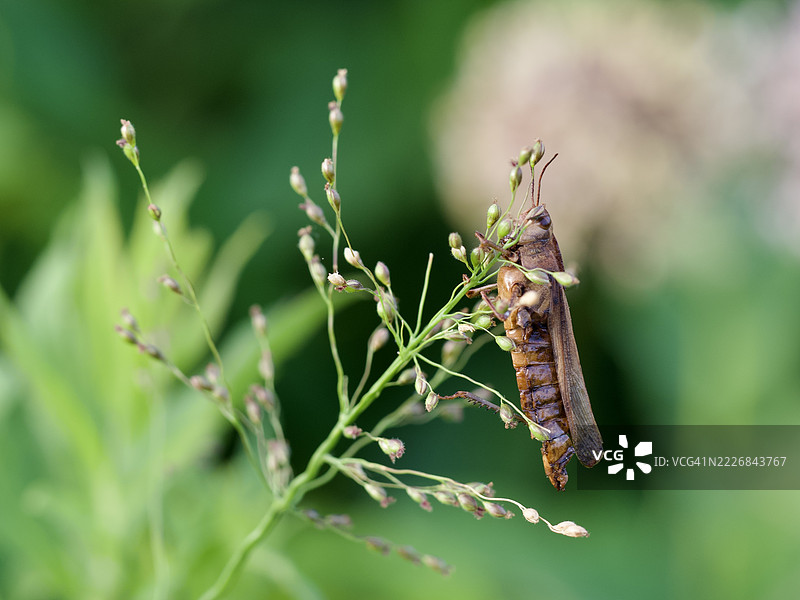 美国马萨诸塞州威尔斯利的草hopper Entomophaga grylli的峰值病图片素材