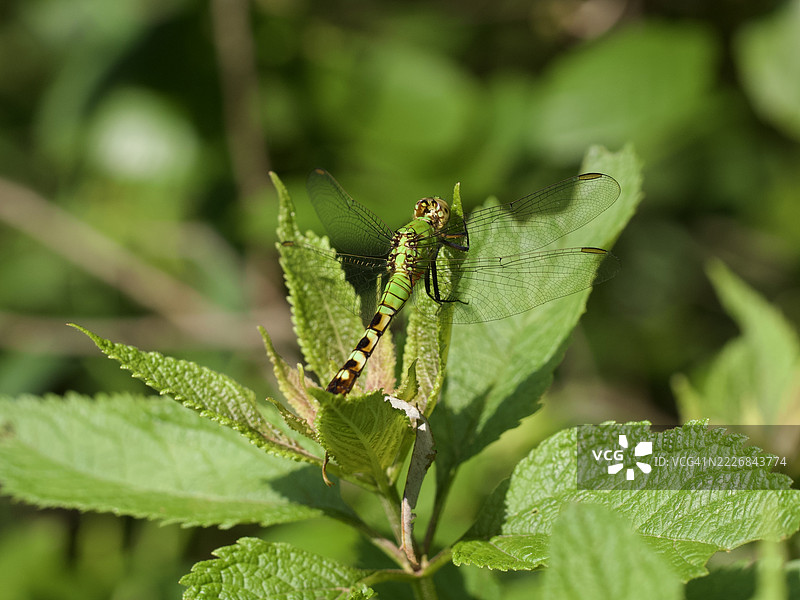 植物上的昆虫特写，马萨诸塞州威尔斯利，美国图片素材