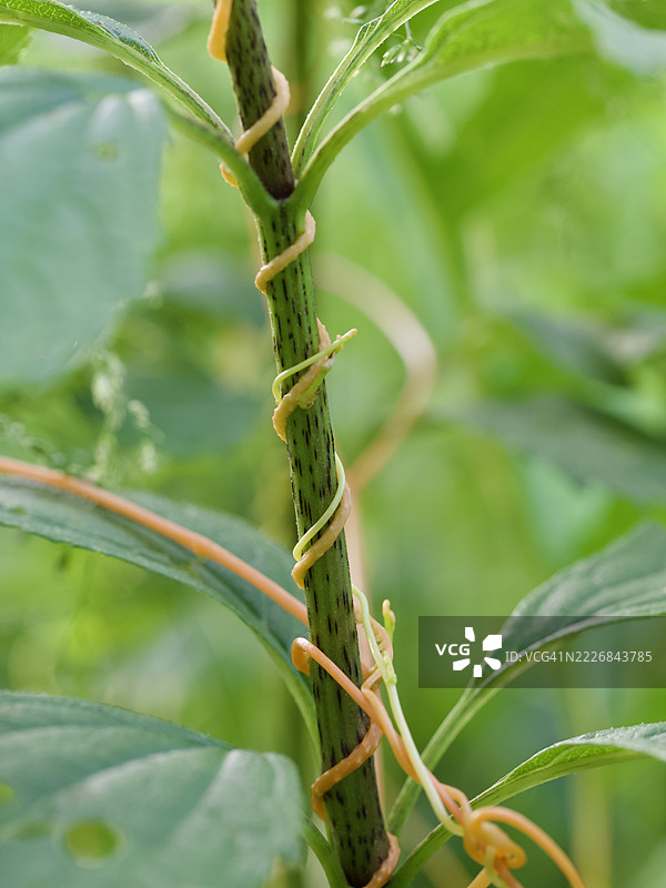 植物特写，马萨诸塞州威尔斯利，美国图片素材