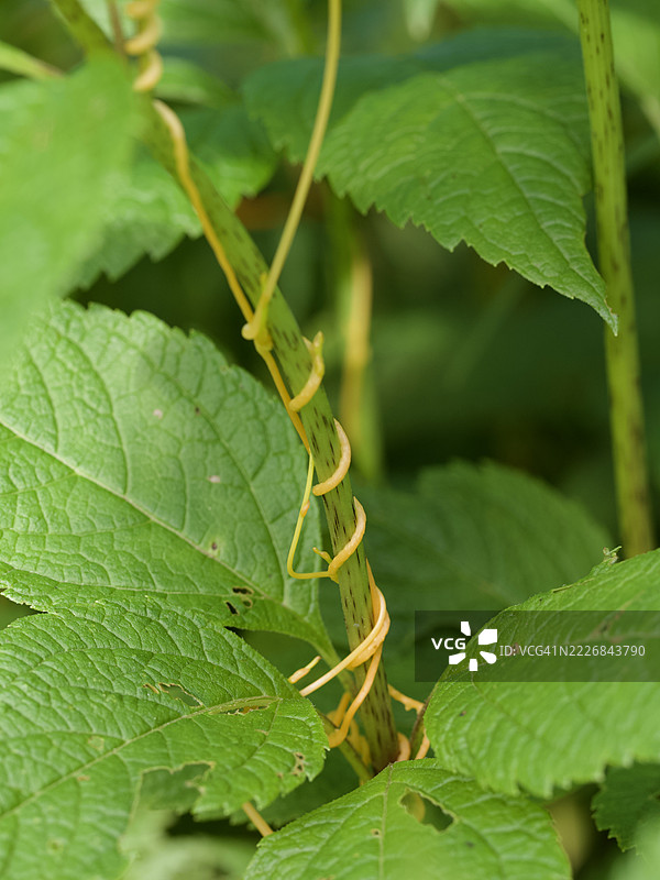 植物上的昆虫特写，马萨诸塞州威尔斯利，美国图片素材