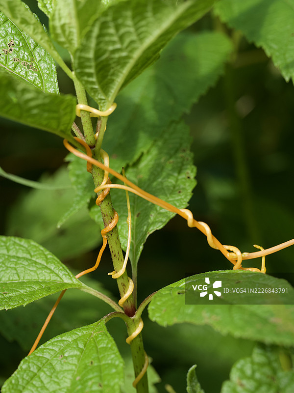 湿润植物的特写，马萨诸塞州威尔斯利，美国图片素材