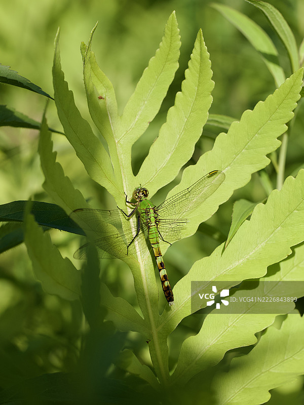 植物上的昆虫特写，马萨诸塞州威尔斯利，美国图片素材