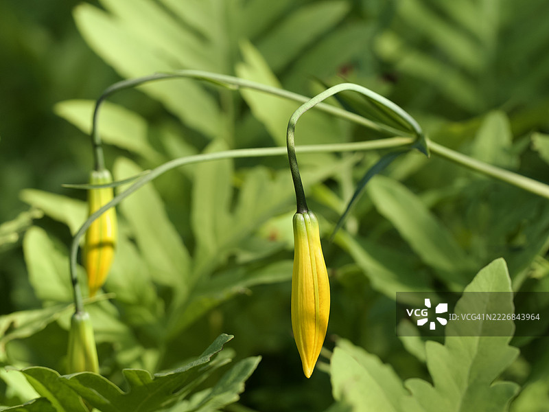 黄色辣椒植物的特写，马萨诸塞州威尔斯利，美国图片素材