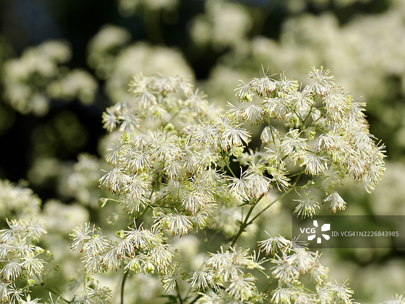 盛开的植物特写，马萨诸塞州威尔斯利，美国图片素材